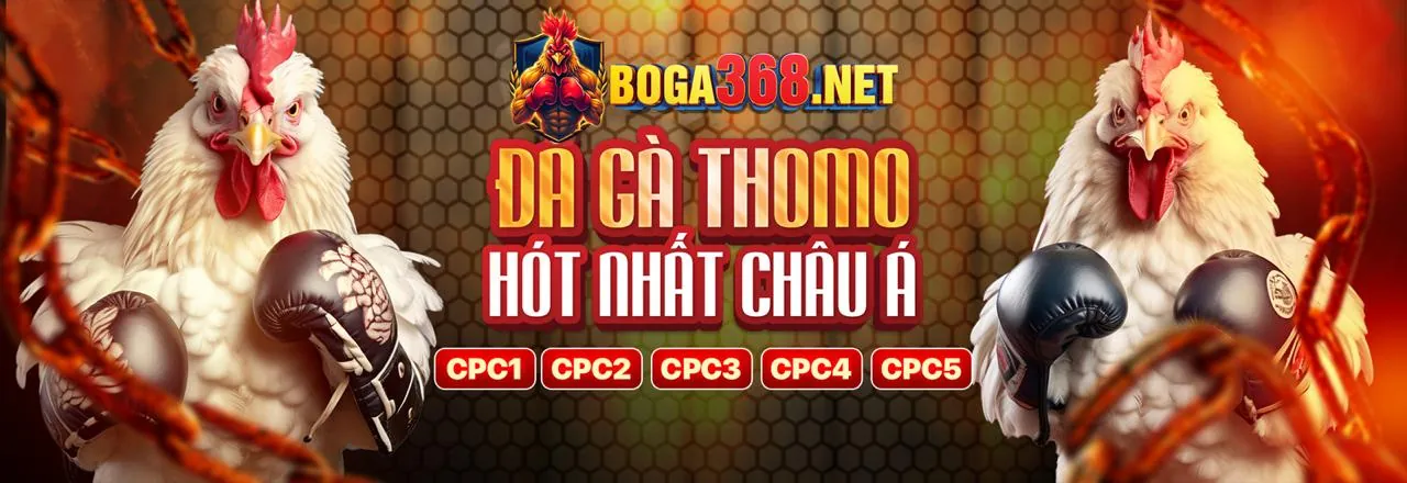 Gà chiến và mẹo đá gà trực tiếp BLV