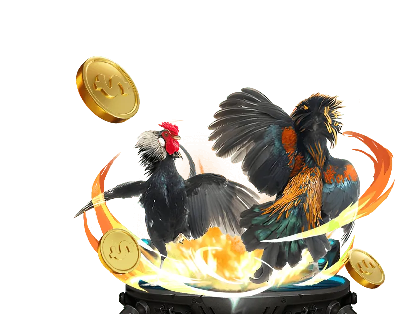 Trận đấu đá gà Campuchia hấp dẫn